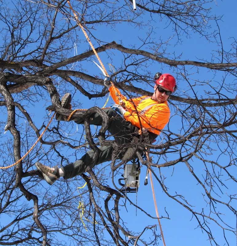 Tree Pruning